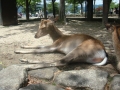 Miyajima